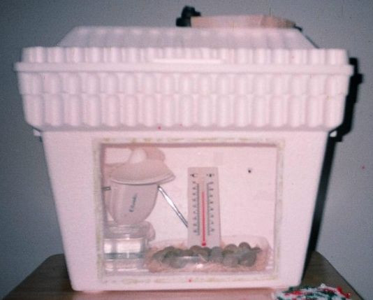 Best ideas about DIY Egg Incubators
. Save or Pin A quick cheap DIY incubator I might be able to do this Now.