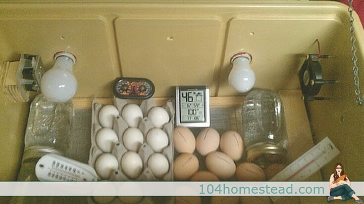 Best ideas about DIY Egg Incubators
. Save or Pin Do it Yourself Incubator Ideas Now.