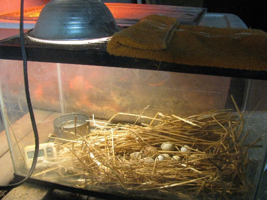 Best ideas about DIY Egg Incubators
. Save or Pin High Lonesome Homestead Build a homemade still air Now.