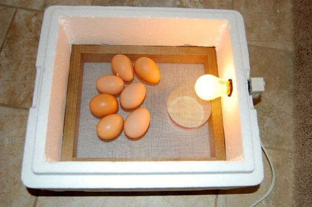 Best ideas about DIY Egg Incubators
. Save or Pin The $3 30 Minute Egg Incubator 8 Steps with Now.