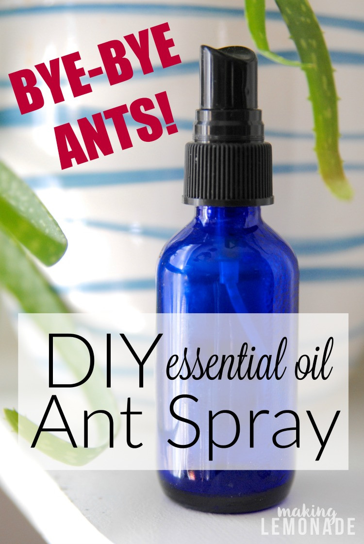 Best ideas about DIY Essential Oils
. Save or Pin Get Rid of Ants Naturally DIY Ant Spray Now.