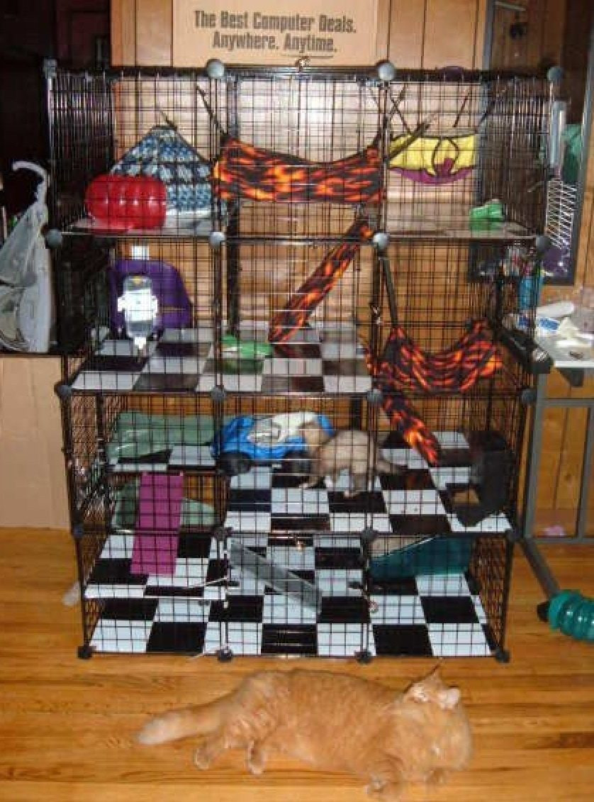 Best ideas about DIY Ferret Cage
. Save or Pin Questions about ferret cage Now.