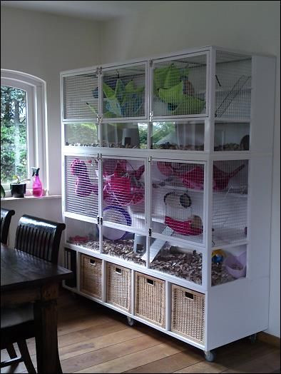 Best ideas about DIY Ferret Cage
. Save or Pin 1000 ideas about Chinchilla Pet on Pinterest Now.