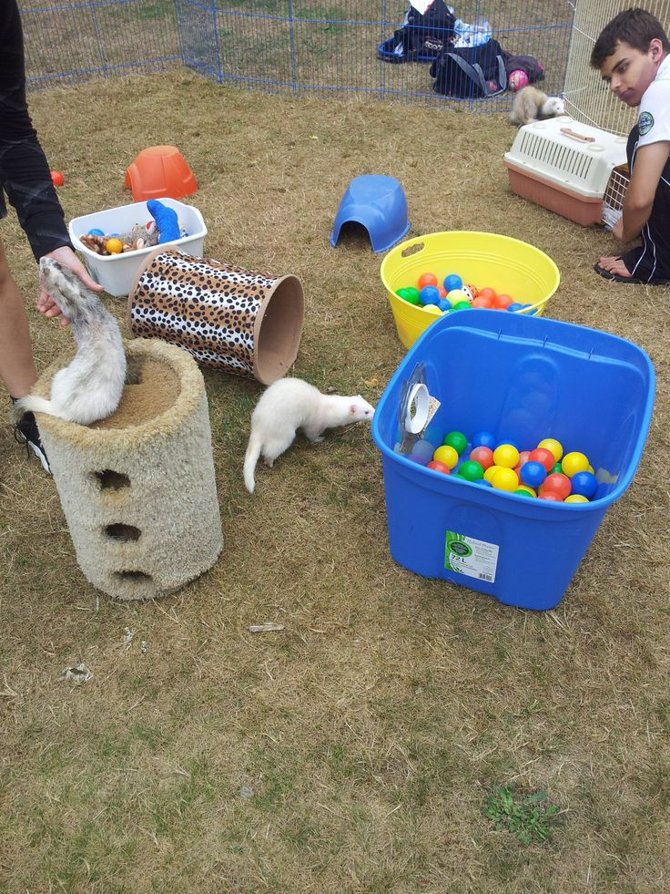 Best ideas about DIY Ferret Toys
. Save or Pin A Ferret Picnic Picture Gallery Now.