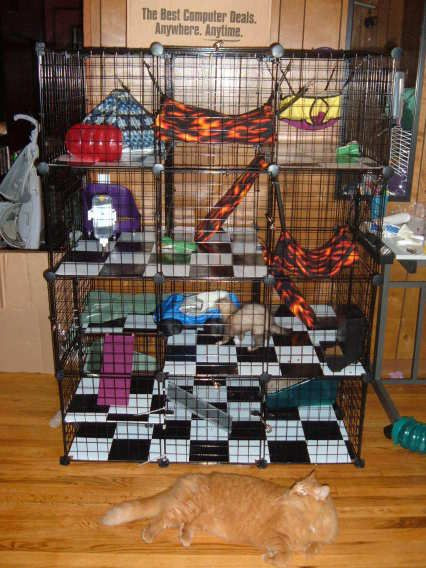 Best ideas about DIY Ferret Toys
. Save or Pin Diy ferret cage Wow What an awesome idea I need to do Now.