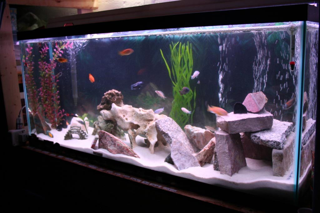Best ideas about DIY Fish Tank Decorations
. Save or Pin DIY Fish Tank Decorations Aquarium Now.