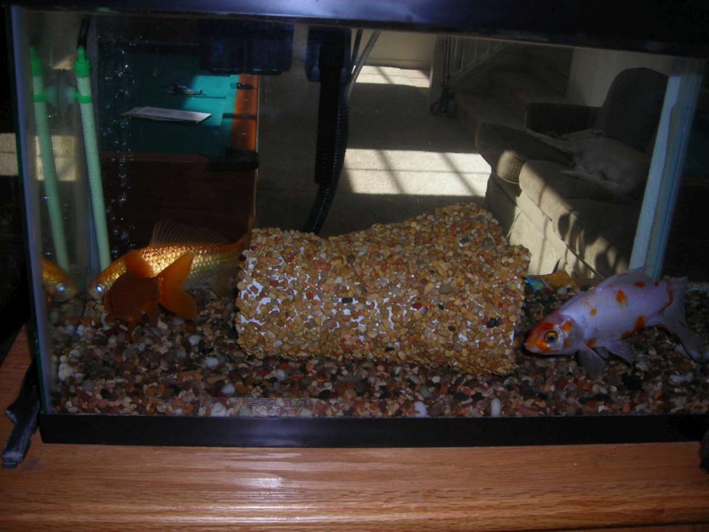 Best ideas about DIY Fish Tank Decorations
. Save or Pin DIY Aquarium Tunnel petdiys Now.