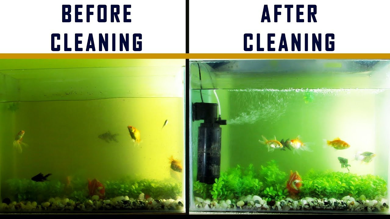 Best ideas about DIY Fish Tank Filter
. Save or Pin HOW TO DIY EASY FISH TANK & FILTER CLEANING Now.