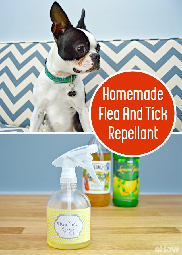 Best ideas about DIY Flea Bath
. Save or Pin How to Make a Homemade Flea and Tick Repellent Now.