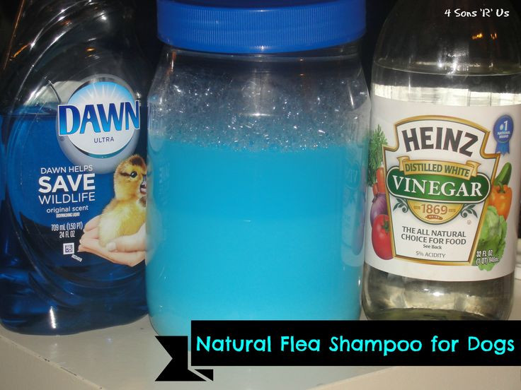 Best ideas about DIY Flea Bath
. Save or Pin Best 25 Homemade Flea Shampoo ideas on Pinterest Now.