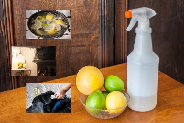 Best ideas about DIY Flea Killer
. Save or Pin Homemade Flea Killer With Natural Ingre nts Now.