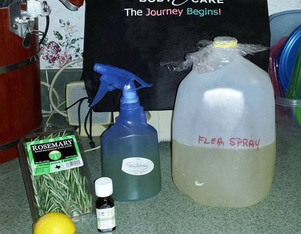 Best ideas about DIY Flea Killer
. Save or Pin 1000 ideas about Homemade Flea Spray on Pinterest Now.