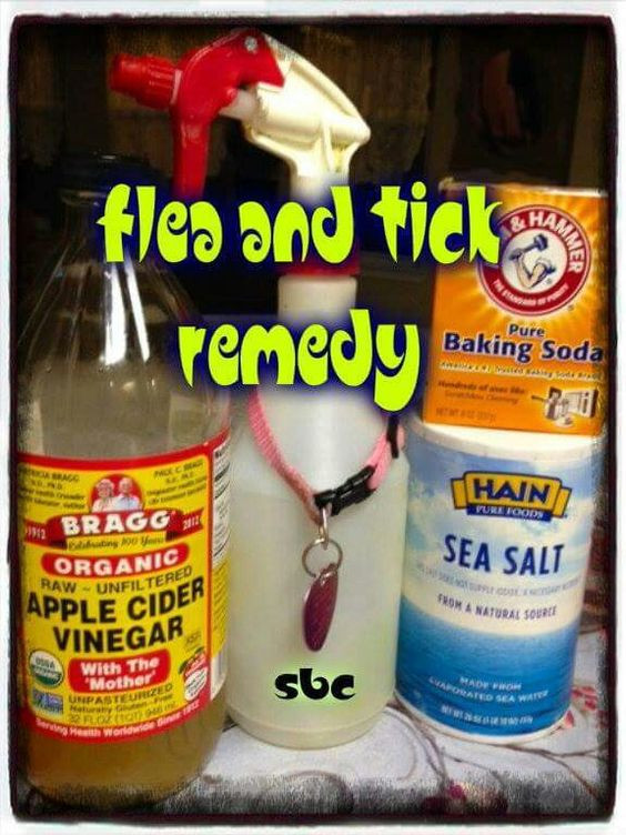 Best ideas about DIY Flea Killer
. Save or Pin DIY Flea Treatment VS Store Brand VS mon Fleas Now.