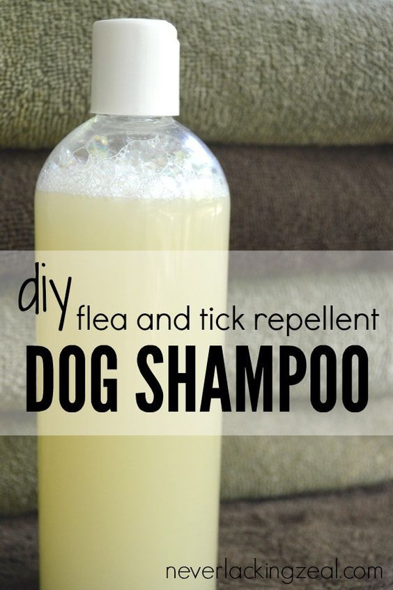 Best ideas about DIY Flea Shampoo
. Save or Pin Sweet Natural and Diy dog shampoo on Pinterest Now.