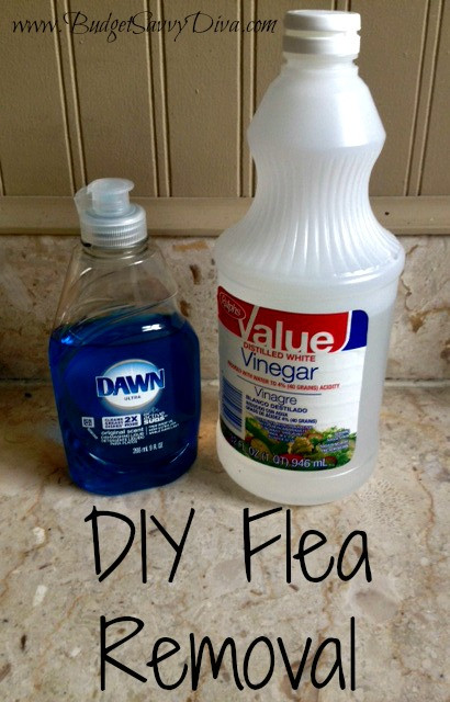 Best ideas about DIY Flea Shampoo
. Save or Pin DIY Flea Removal Now.