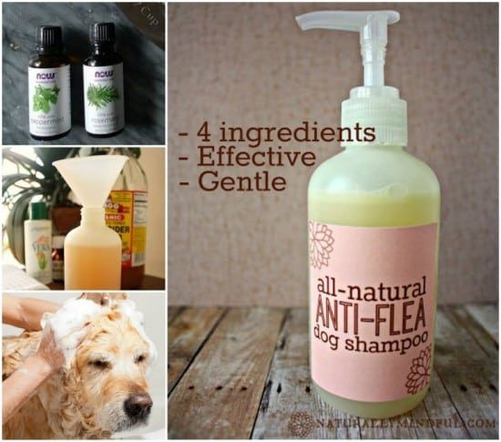 Best ideas about DIY Flea Shampoo
. Save or Pin Dog Flea Shampoo Recipe 4 Ingre nts Video Instructions Now.