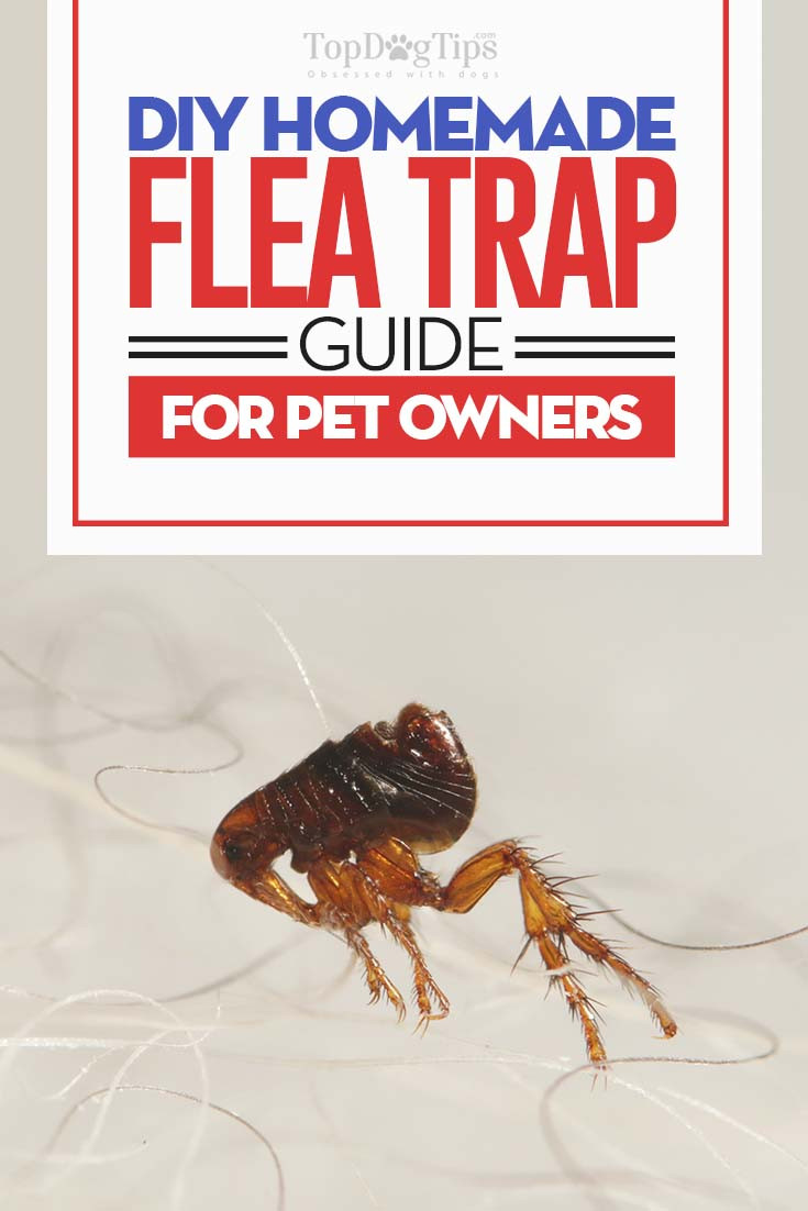 Best ideas about DIY Flea Trap
. Save or Pin Homemade Flea Trap DIY Guide Cheap and Easy Way to Now.