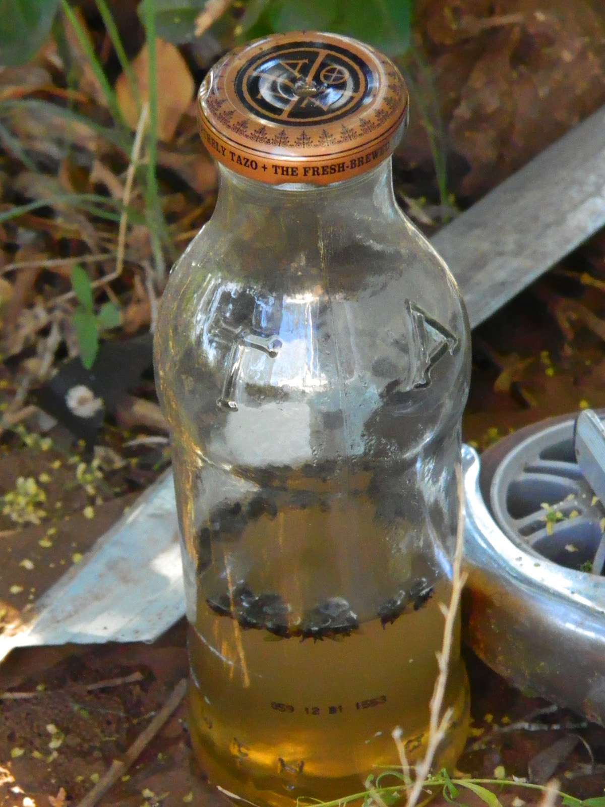 Best ideas about DIY Fly Catcher
. Save or Pin Homemade Fly Traps Now.