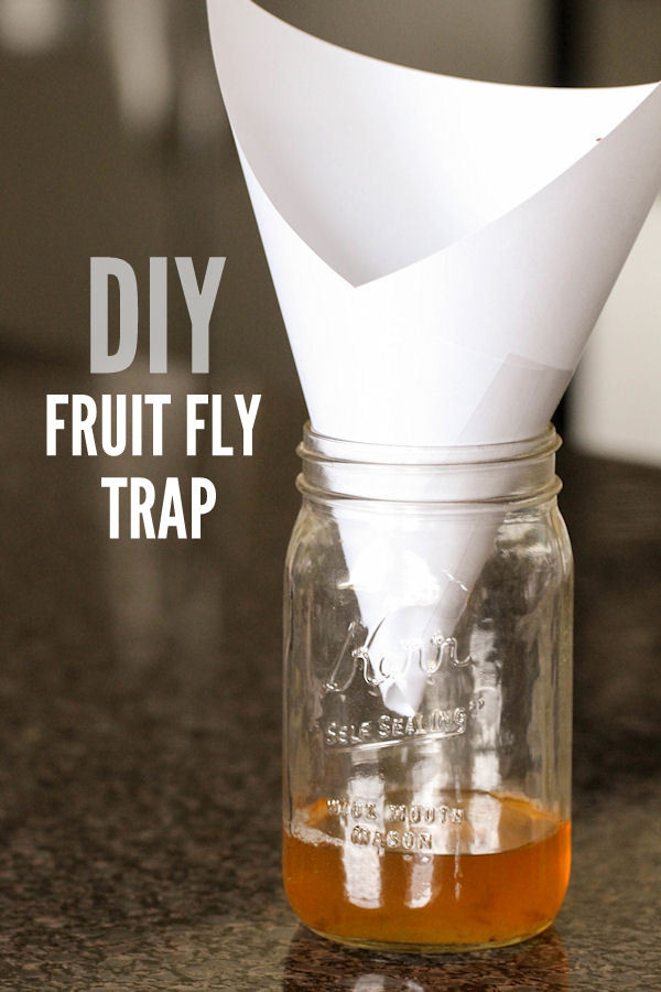 Best ideas about DIY Fly Catcher
. Save or Pin GROSS oh help Fruit flies everywhere Page 2 Blogs Now.