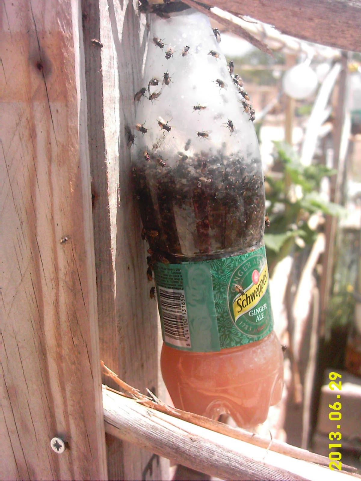 Best ideas about DIY Fly Catcher
. Save or Pin Control Flies Outside With This Unique Old Fashion Spanish Now.