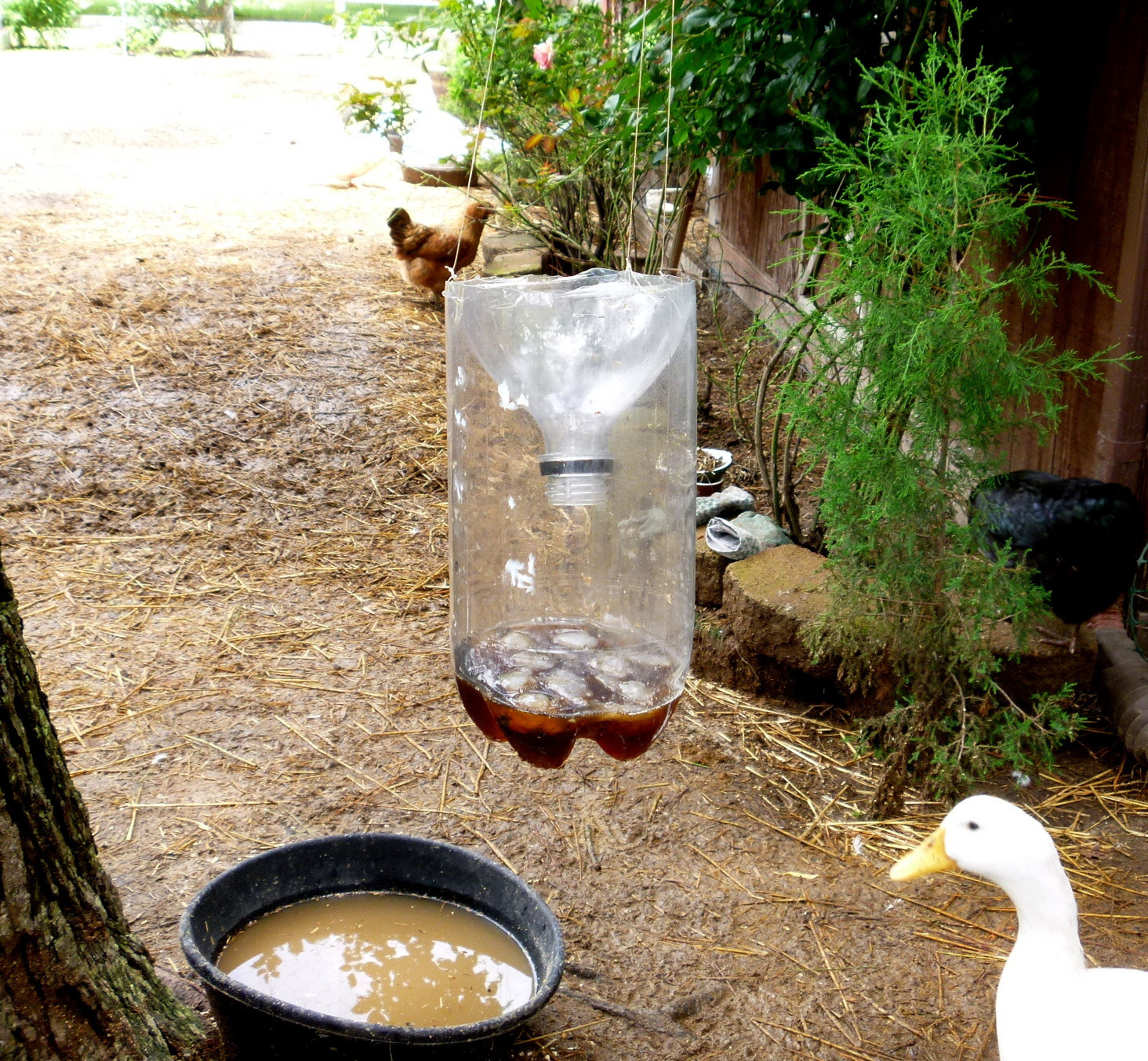 Best ideas about DIY Fly Catcher
. Save or Pin Got Flies Make This Easy DIY Fly Catcher out of a Soda Now.