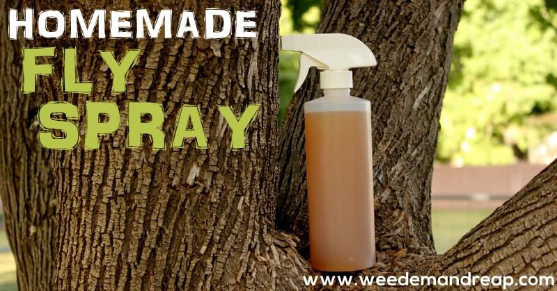 Best ideas about DIY Fly Repellent
. Save or Pin Homemade Fly Spray Now.