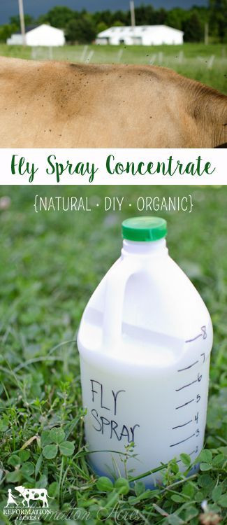 Best ideas about DIY Fly Repellent
. Save or Pin 17 Best ideas about Fly Spray on Pinterest Now.