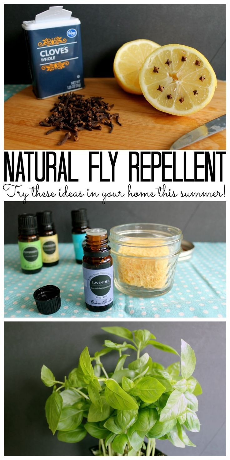 Best ideas about DIY Fly Repellent
. Save or Pin Best 25 Homemade fly repellant ideas on Pinterest Now.