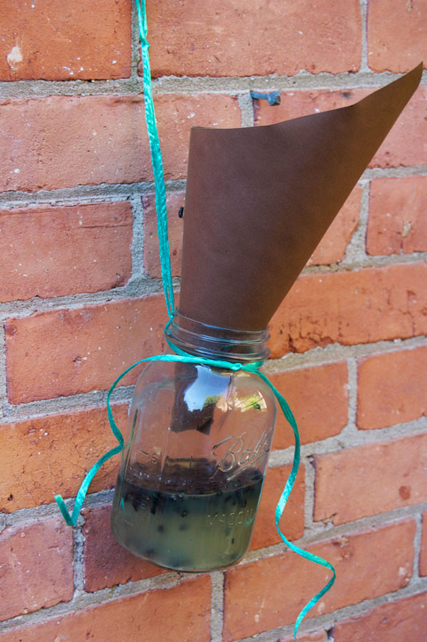Best ideas about DIY Fly Trap
. Save or Pin The Best Homemade Flytrap And it probably isn t the one Now.