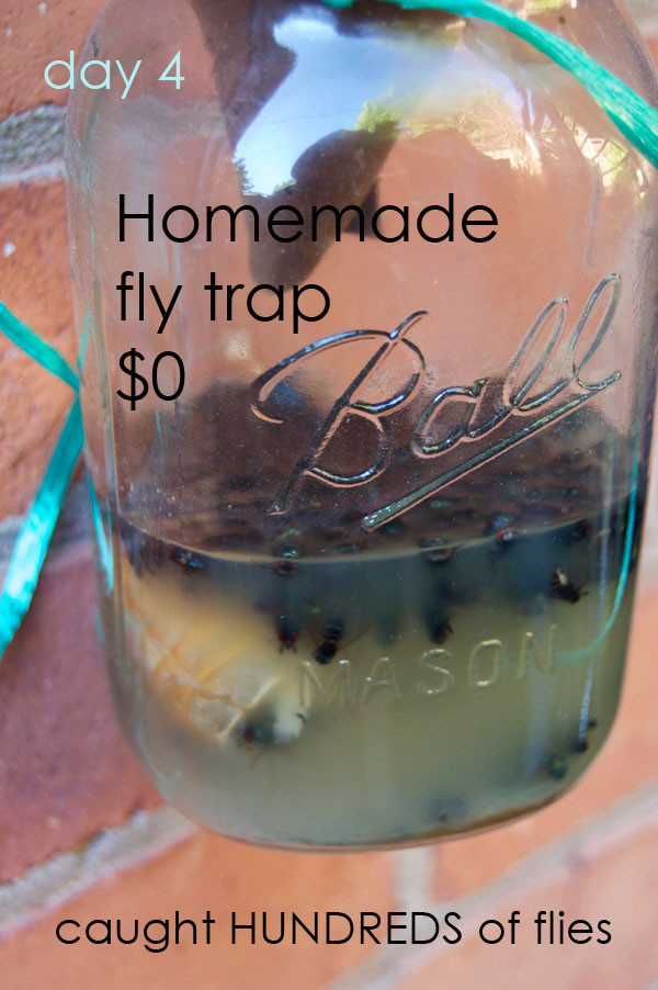 Best ideas about DIY Fly Trap
. Save or Pin The Best Homemade Flytrap And it probably isn t the one Now.