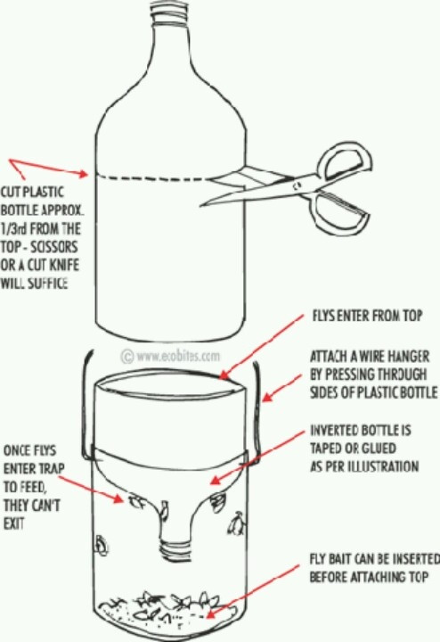 Best ideas about DIY Fly Traps
. Save or Pin DIY fly trap ics Now.
