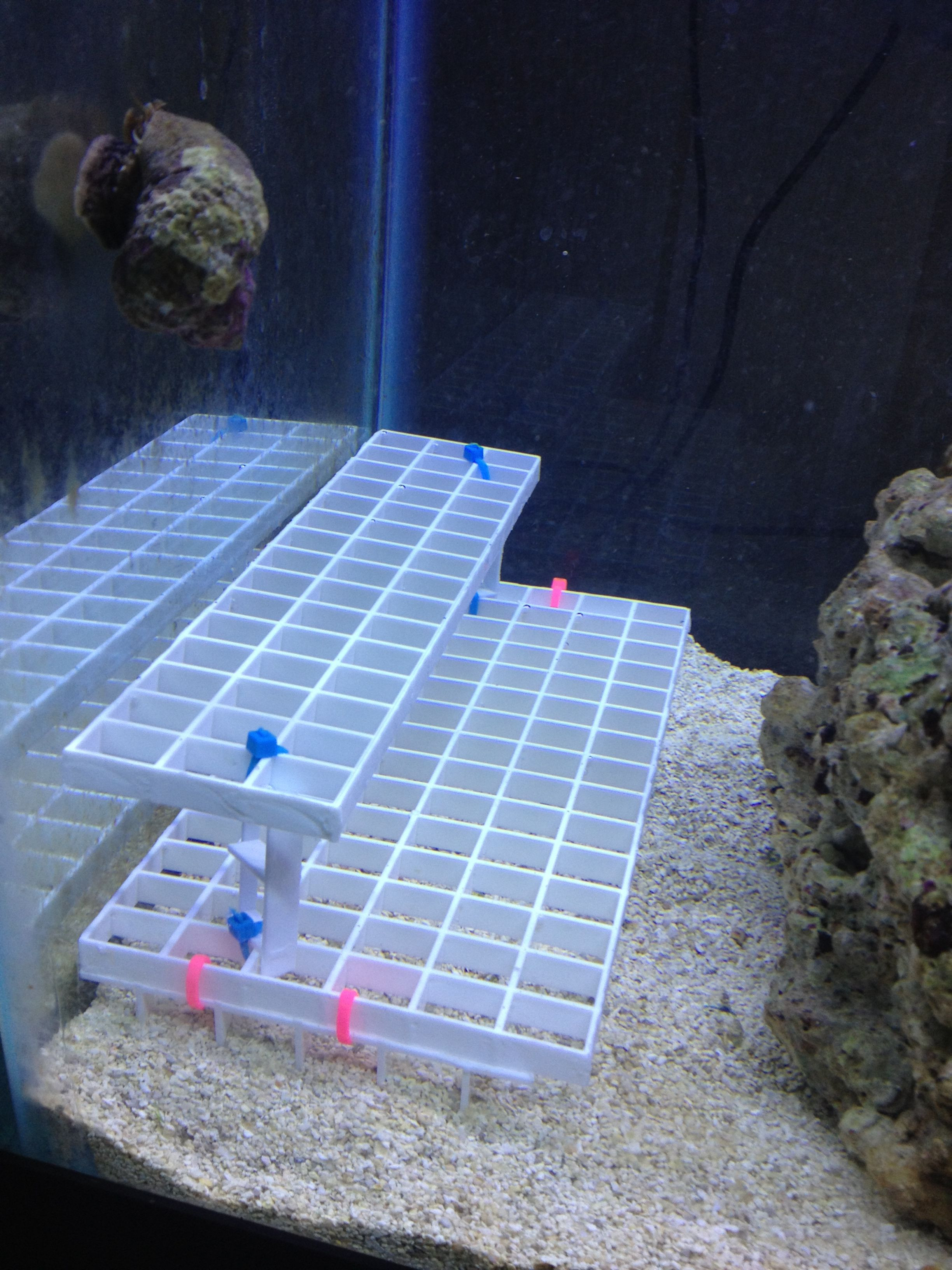 Best ideas about DIY Frag Rack
. Save or Pin Coral Frag Rack Super easy and cheap to build your self Now.