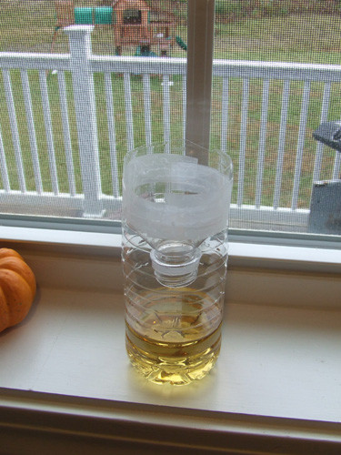 Best ideas about DIY Fruit Fly Trap
. Save or Pin How To Make A Do It Yourself Fruit Fly Trap Now.