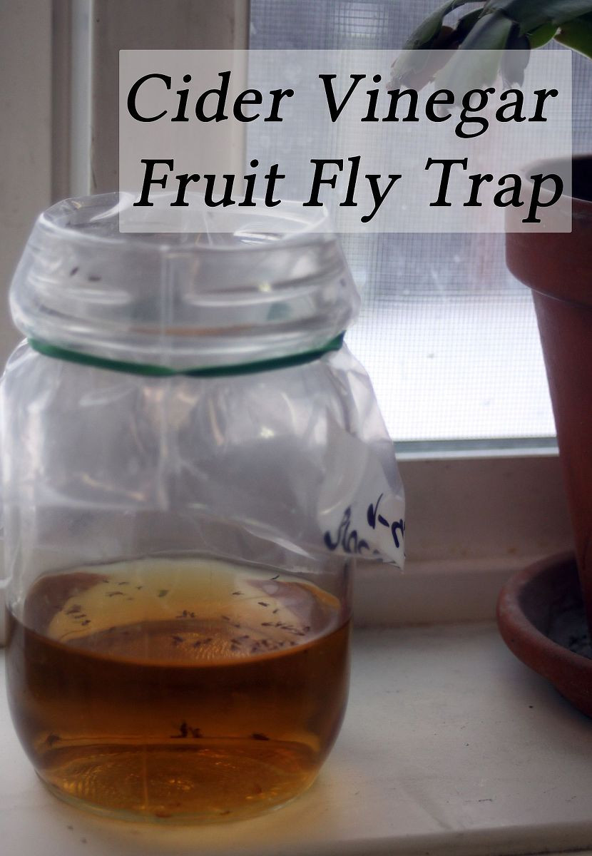 Best ideas about DIY Fruit Fly Trap
. Save or Pin Hometalk Now.