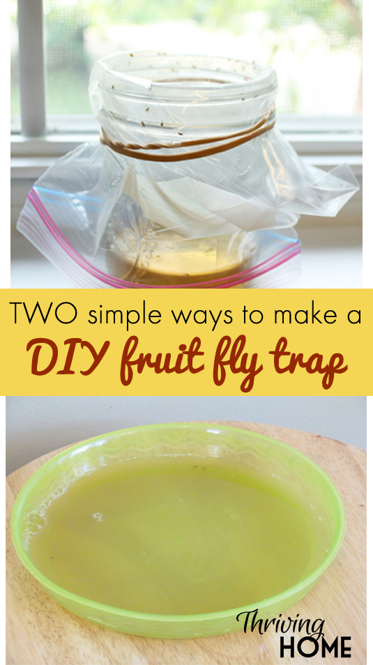 Best ideas about DIY Fruit Fly Trap
. Save or Pin Easy DIY Fruit Fly Traps Now.