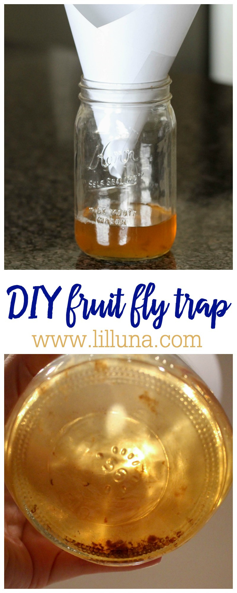 Best ideas about DIY Fruit Fly Trap
. Save or Pin Homemade Fruit Fly Trap How to Get Rid of Fruit Flies Now.