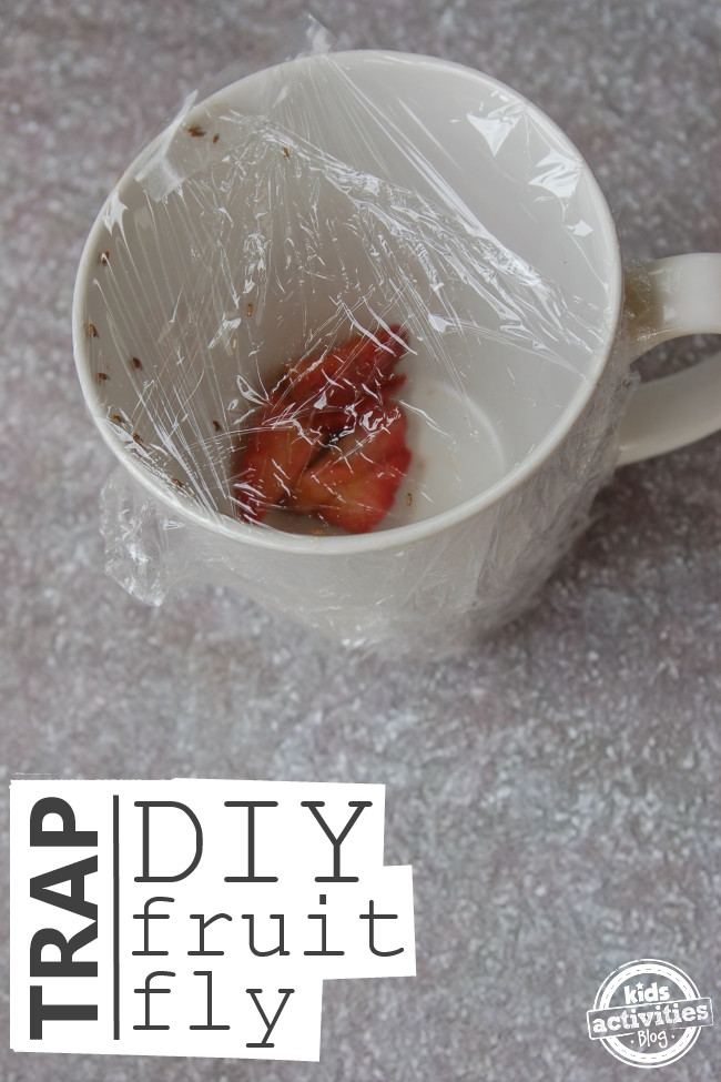 Best ideas about DIY Fruit Fly Trap
. Save or Pin DIY Fruit Fly Trap Now.