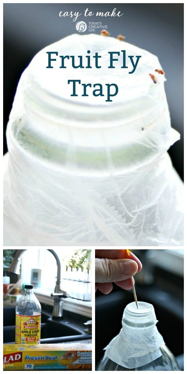 Best ideas about DIY Gnat Trap
. Save or Pin How To Get Rid Fruit Flies Now.