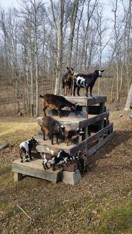 Best ideas about DIY Goat Toys
. Save or Pin DIY Toys For Goats To Keep Them Busy Now.