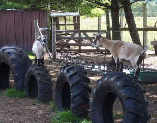 Best ideas about DIY Goat Toys
. Save or Pin 18 DIY Toys For Goats To Keep Them Busy Now.