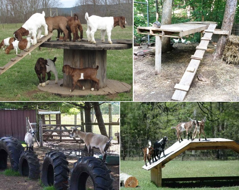 Best ideas about DIY Goat Toys
. Save or Pin DIY Toys For Goats To Keep Them Busy iCreatived Now.