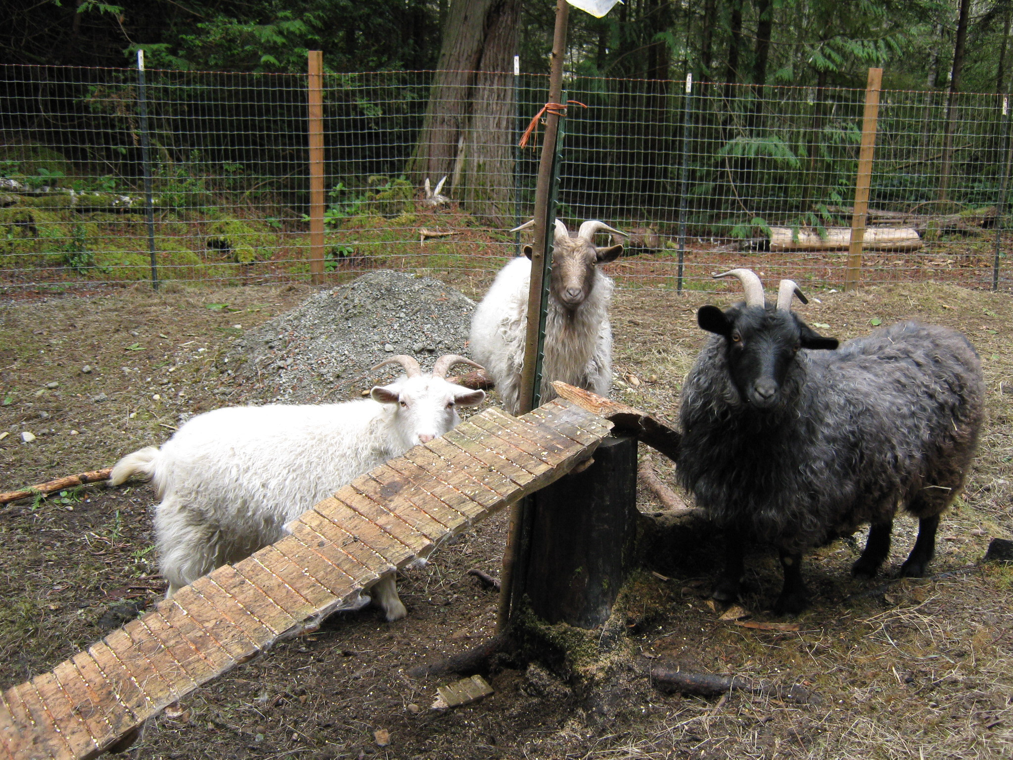 Best ideas about DIY Goat Toys
. Save or Pin homemade goat toys Now.