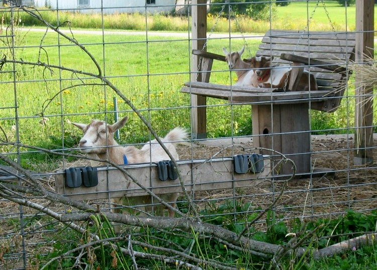 Best ideas about DIY Goat Toys
. Save or Pin Porch Swing Goat Toy petdiys Now.