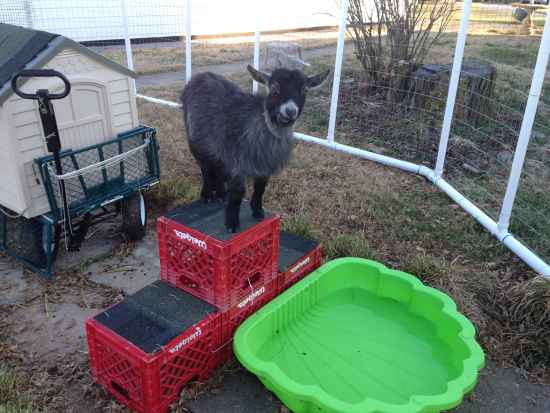 Best ideas about DIY Goat Toys
. Save or Pin 18 DIY Toys For Goats To Keep Them Busy Now.