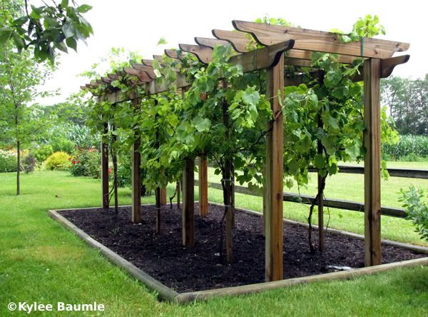 Best ideas about DIY Grape Trellis
. Save or Pin Image from Now.