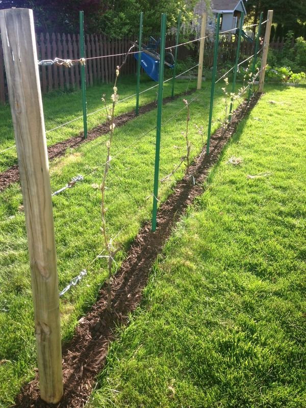 Best ideas about DIY Grape Trellis
. Save or Pin Depending on the variety of grape you ll need a more Now.