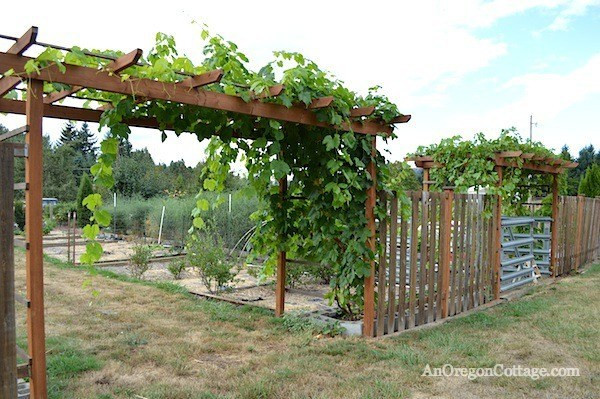 Best ideas about DIY Grape Trellis
. Save or Pin Table Grapes TGP Now.