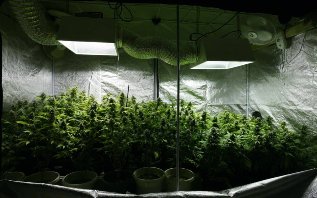 Best ideas about DIY Grow Tent
. Save or Pin Nico’s Nug s Grow Box vs Grow Tent · High Times Now.