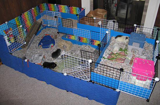 Best ideas about DIY Guinea Pig Cage
. Save or Pin Super Easy and Cheap DIY Guinea Pig Cage Guinea Pigs Guide Now.