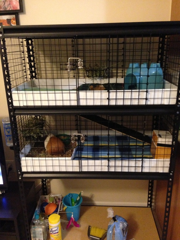 Best ideas about DIY Guinea Pig Cage
. Save or Pin Cage First DIY enclosure Now.